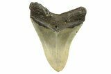 Serrated, Fossil Megalodon Tooth - North Carolina #298958-1